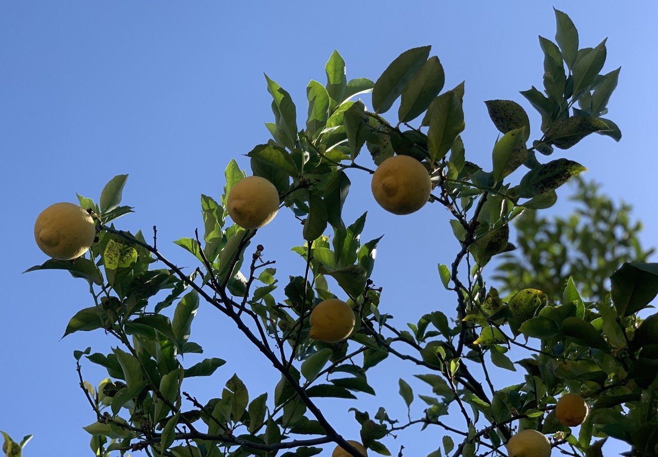 IMG_4396 2 Large.jpeg