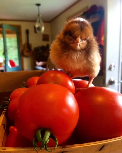 PS We've added another round of defiant chicks to bolster to our egg supply. Look for more beautiful pastured, organic, free-range egg offerings just as soon as these ladies grow up and get crackin, er laying.