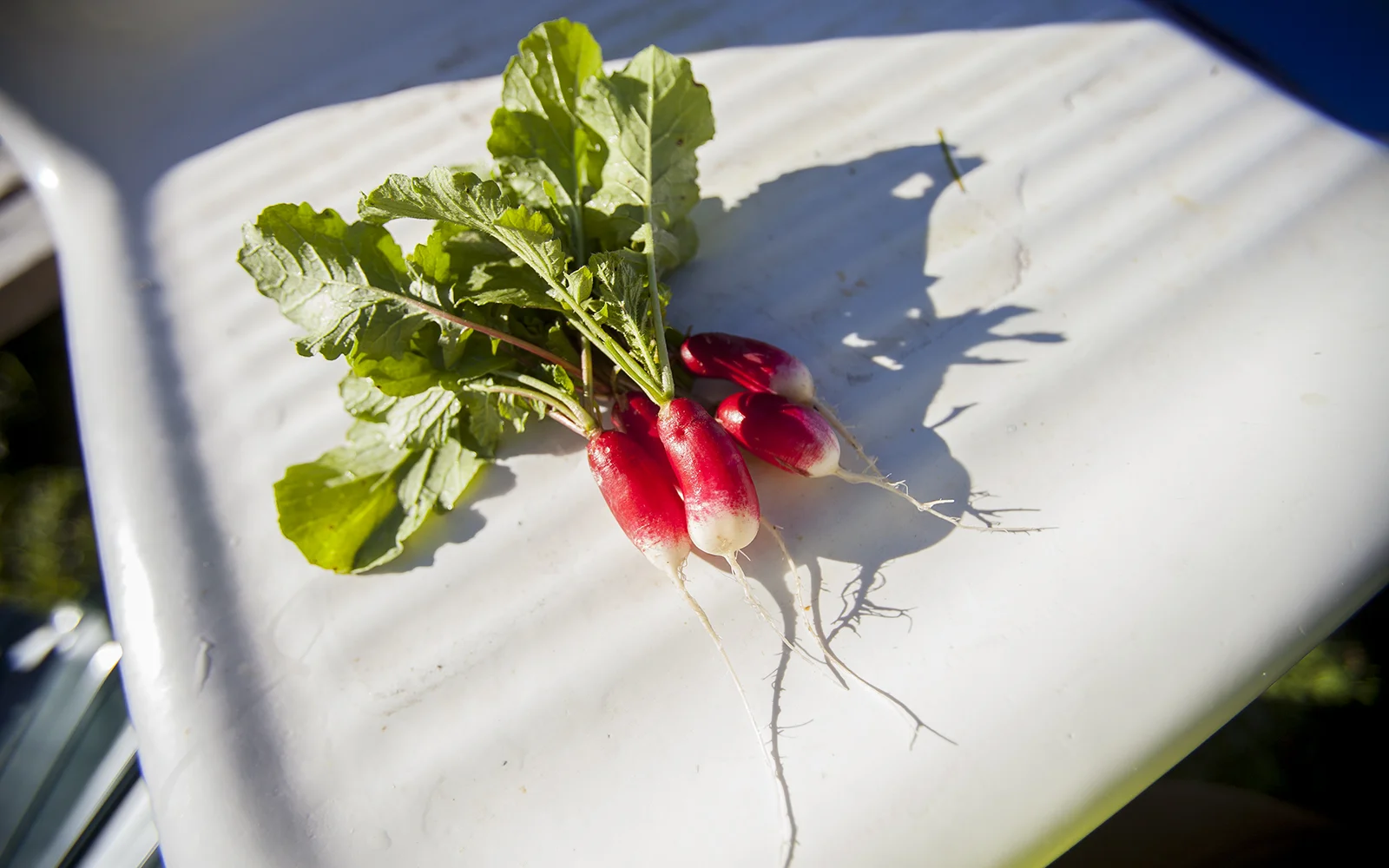 radishes.jpg