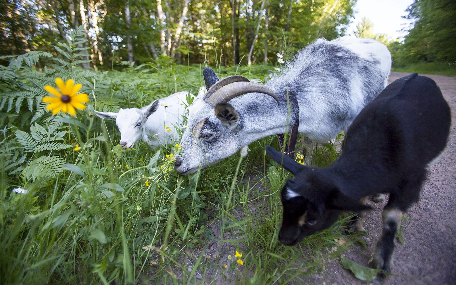 goat2.jpg