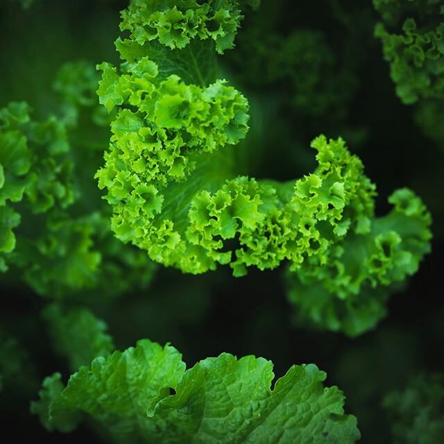 Loving these long days full of sunshine &amp; greens. #defiantproduce #mustardgreens #onrepeat