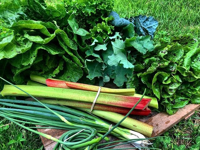 Orders headed out for delivery tomorrow this morning-like a Best of the Farm Share with Lettuce, Napa Cabbage, Swiss Chard, Kale, Scallions, Rhubarb &amp; first of the garlic scapes! Happy eating friends 💚 #defiantfieldfarmstead