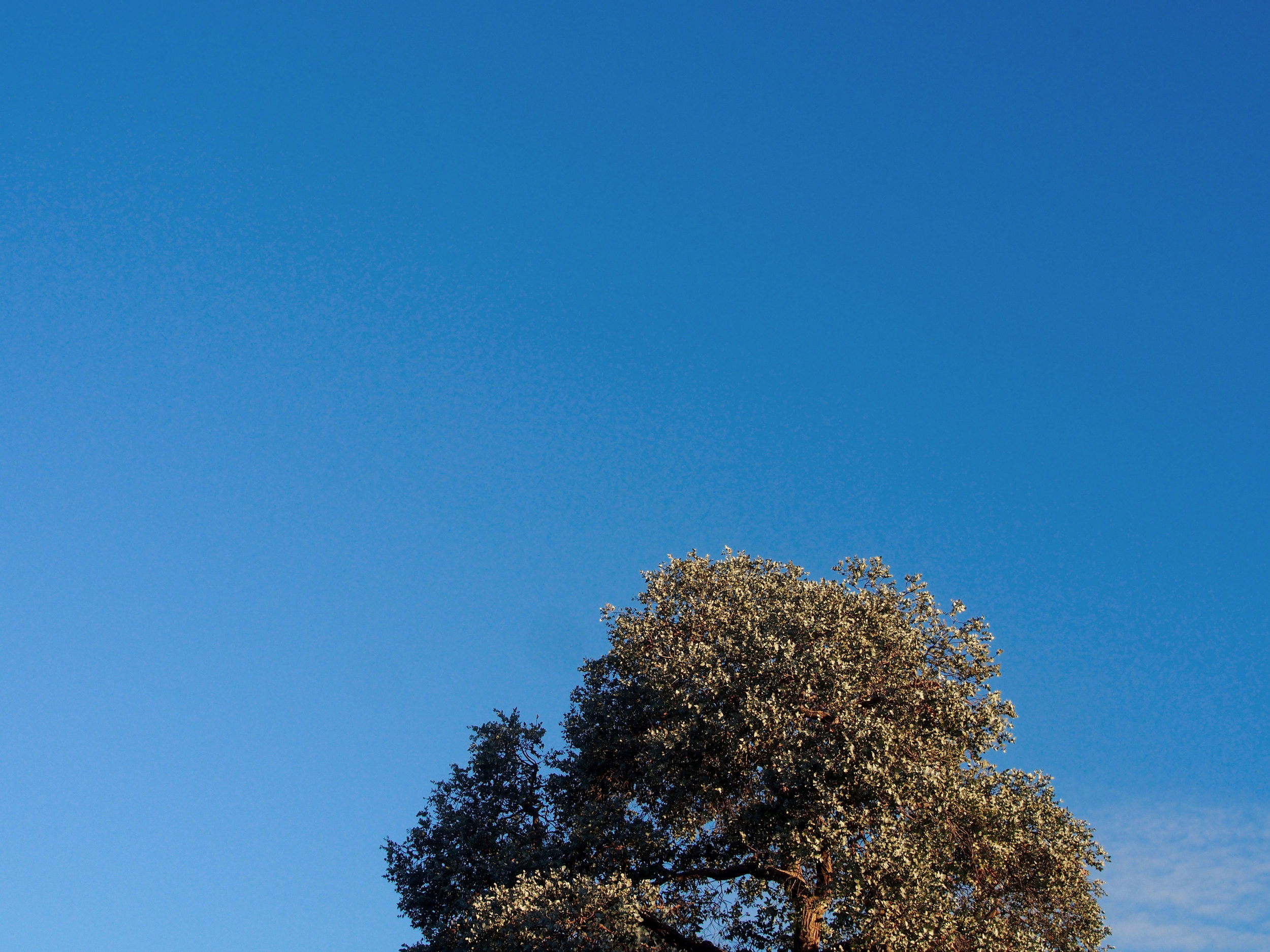 blue-sky-tree---web.jpg