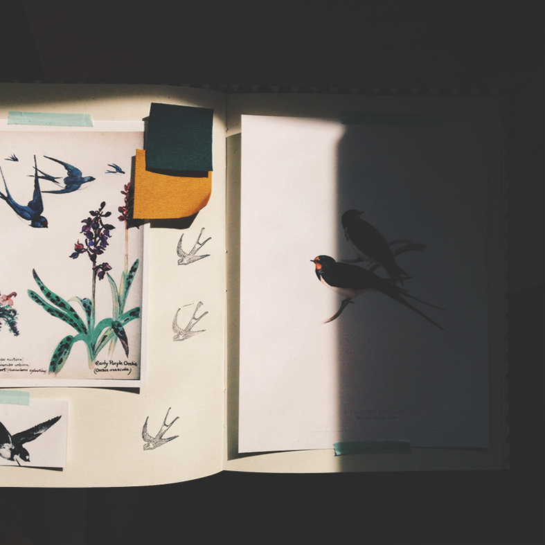 moodboard beija-flor