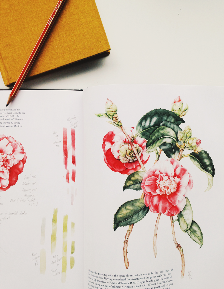 camellia illustration