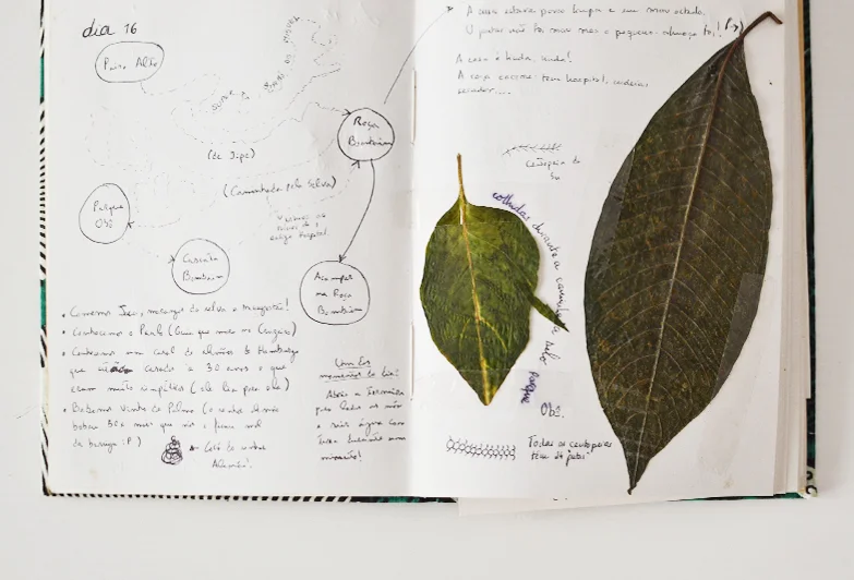 Aventuras por São Tomé. Folhas colhidas no Parque Obô.  Adventures in São Tomé. Leaves harvested in Parque Obô.