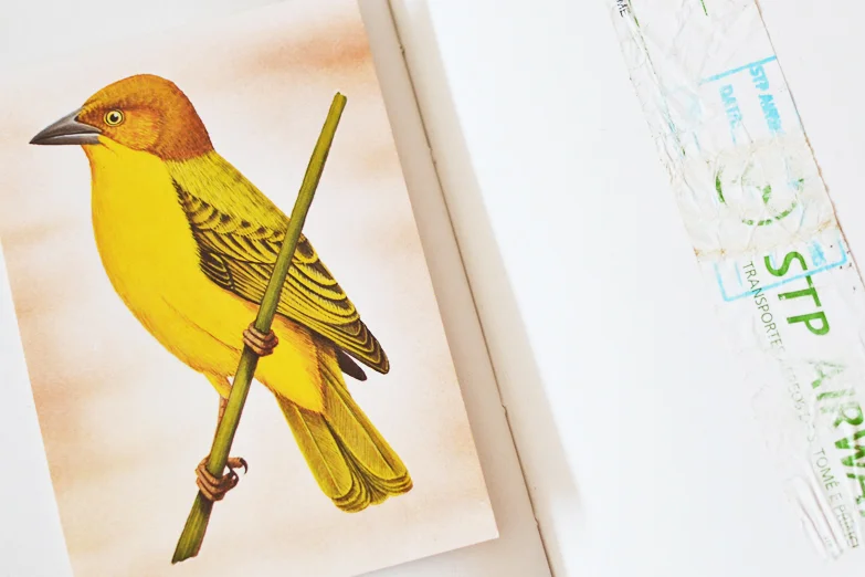 À esquerda um pormenor de um postal que trouxemos de São Tomé e Princípe. À direita a fita da viagem da mala que nos levou ao paraíso - ao Príncipe. Pormenores fotografados do nosso caderno de viagem.  On the left a detail of a postcard we brought from São Tomé and Princípe. On the right the tape of the journey of the suitcase that took us to paradise - Princípe. Details from our travelogue.