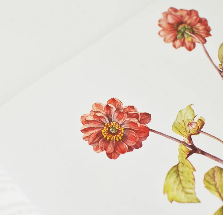 Do livro “Botanical Sketchbook” de Mary Ann Scott with Margaret Stevens PSBA.