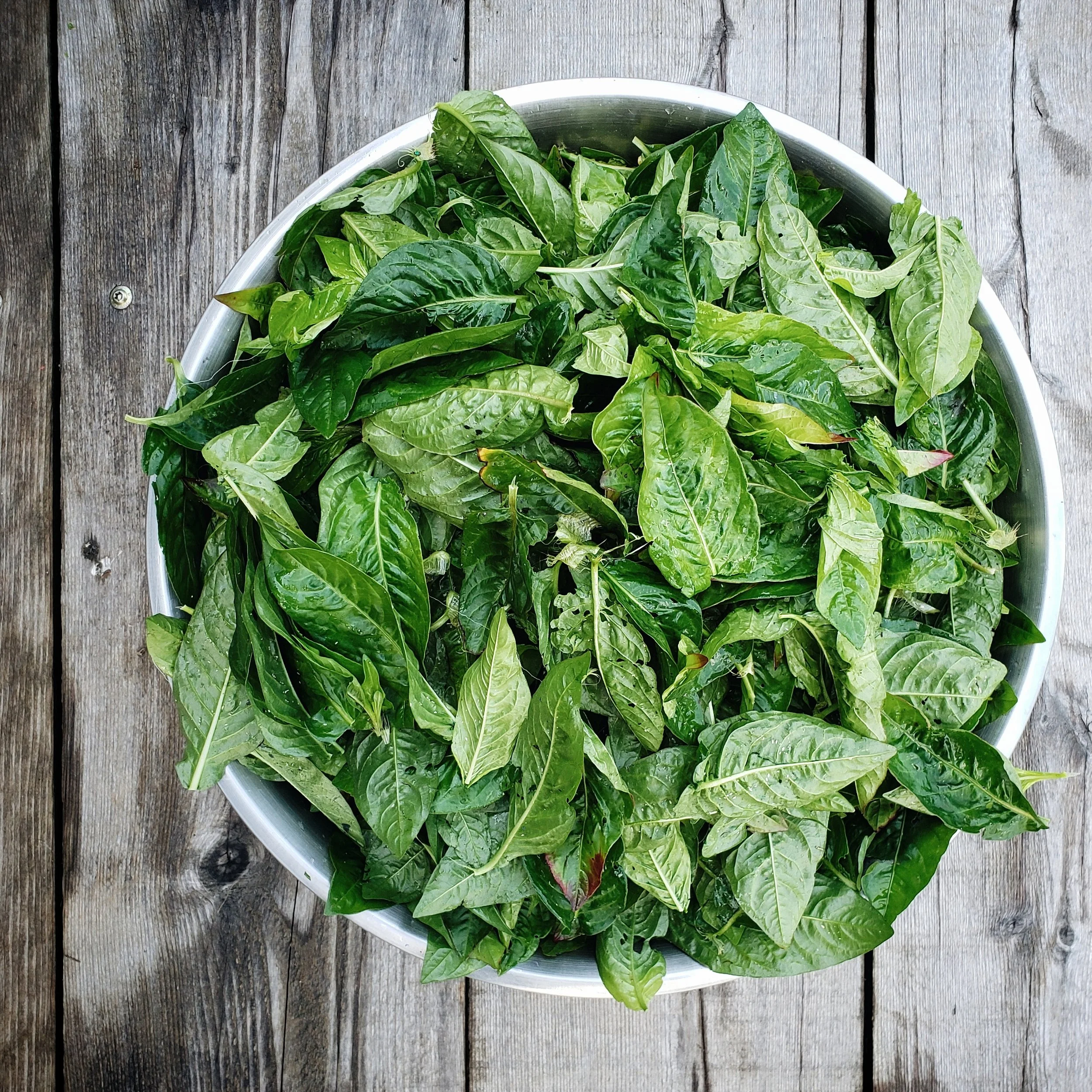 Fresh Leaf Indigo Extraction with Graham Keegan