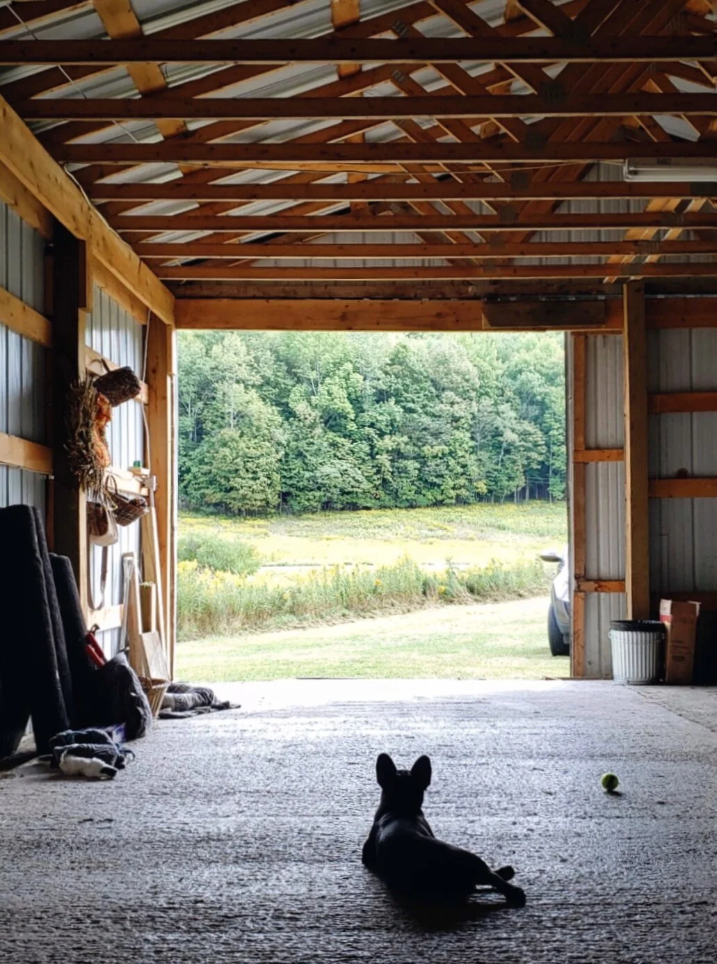 Building a Willow Farm