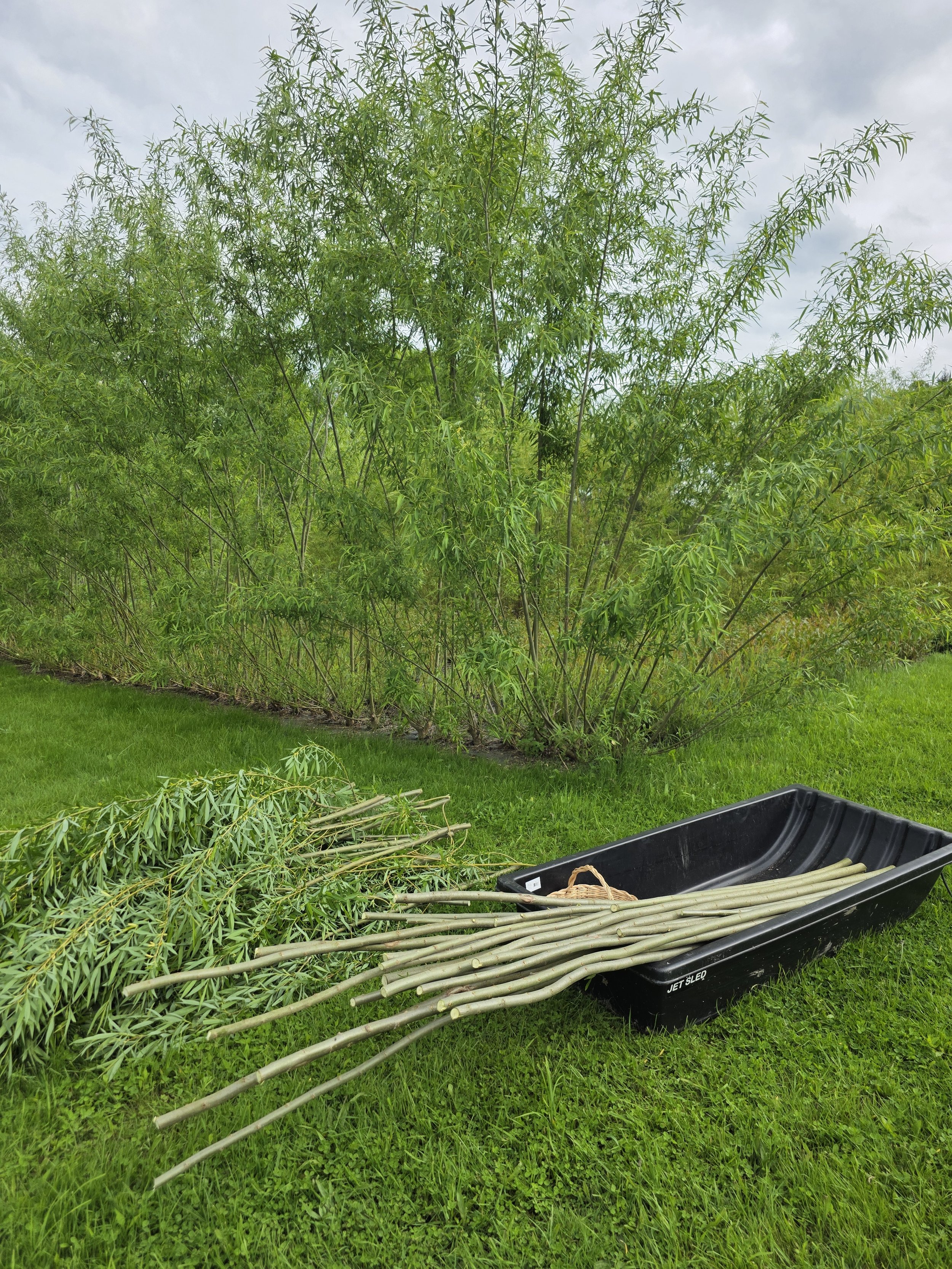 Willow Bark Harvest Workshop - AVAILABLE SOON - Save the Date - June 27/28