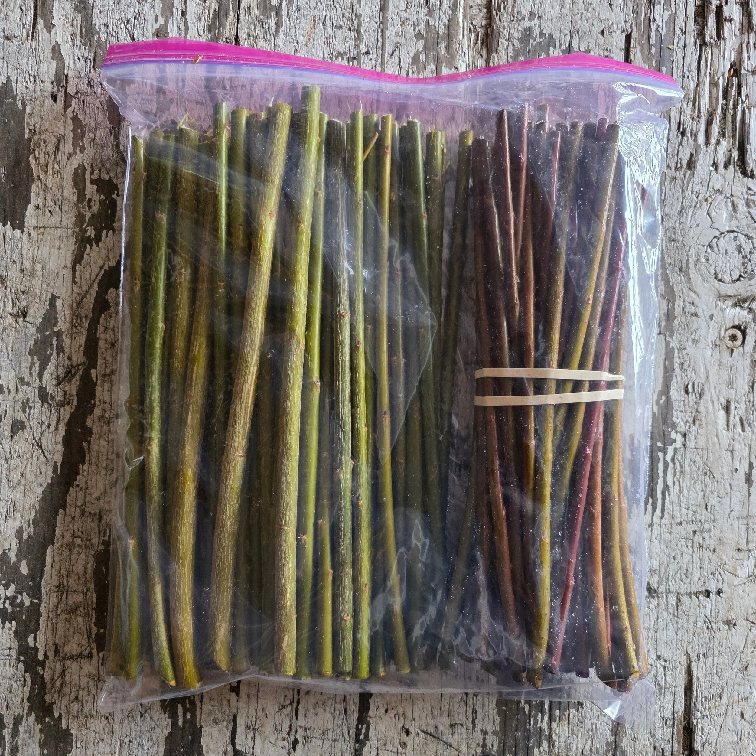 50 Rubykins/ 50 Frances Red