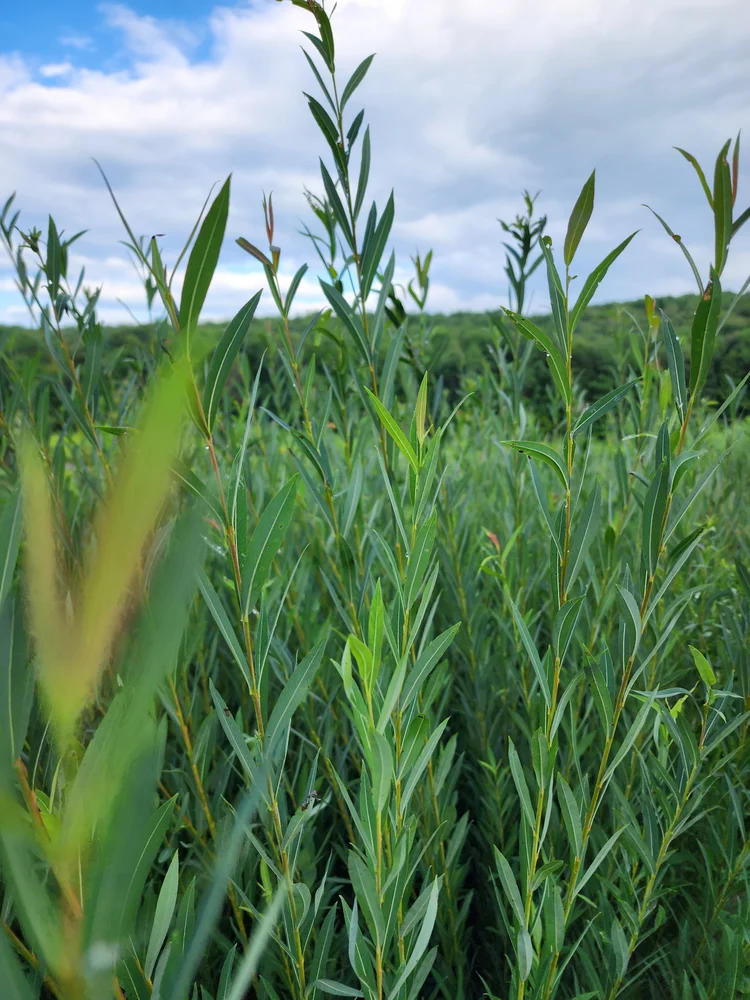 Willow Rice Live Willow Cuttings — Willowbrook Basket Farm
