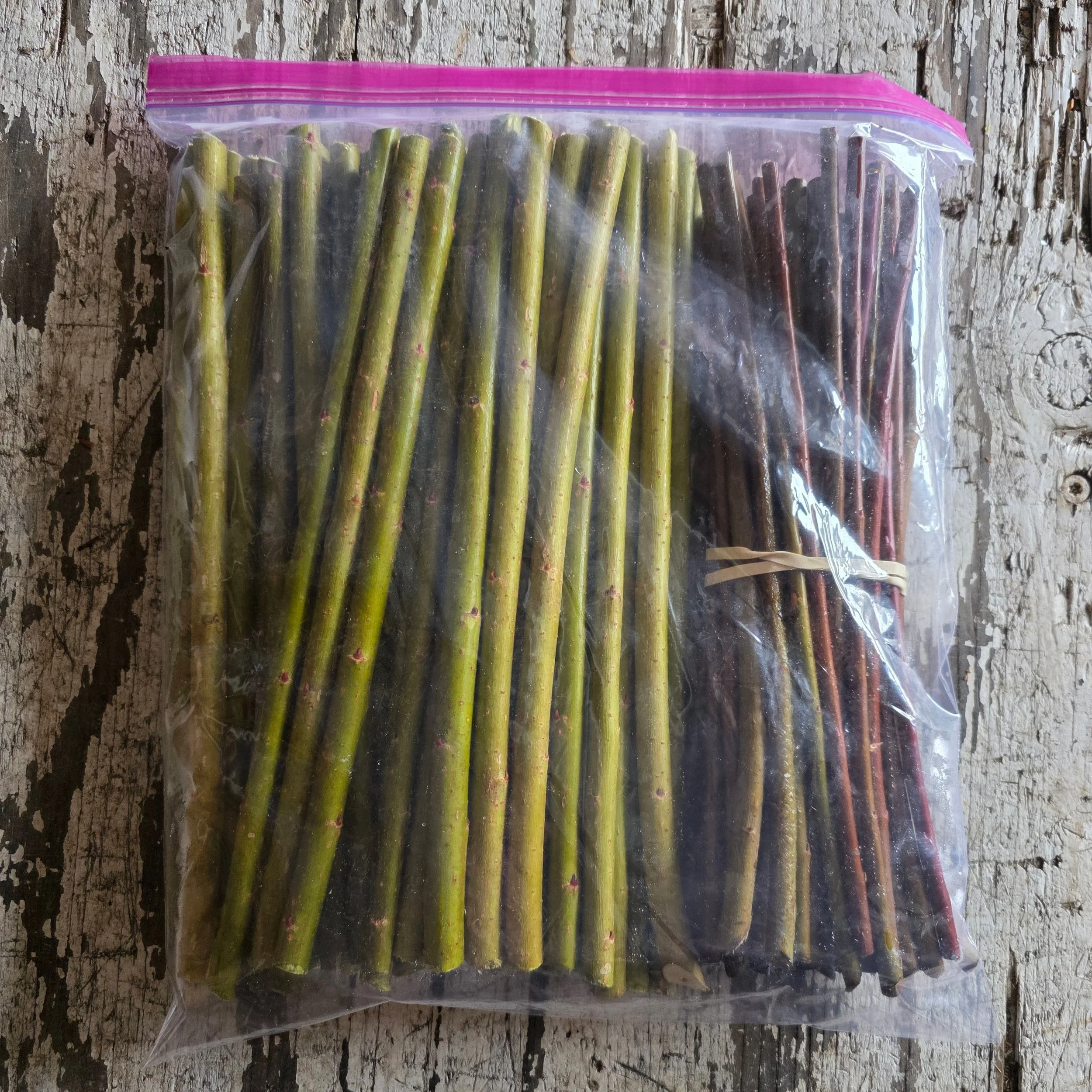 50 Frances Red/ 50 Miyabeana