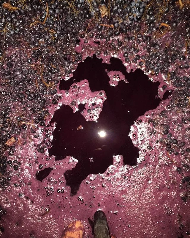 4 weeks whole bunch fermentation, no additions and the first pigéage (punch down) today. Loving the colour at the moment! 😍 #oscurowines #oscuro #wine #yarravalley #syrah #V17 #winemaking #pigeage #visitvictoria #wandervictoria