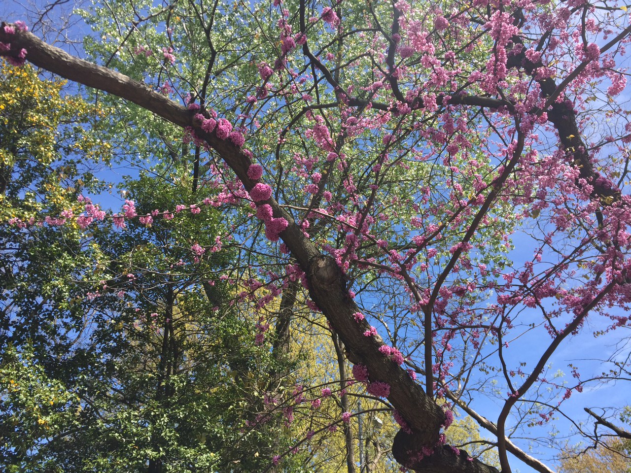 Sakura Matsuri : Park Slope Brooklyn