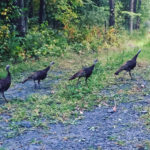 Turkey crossing.
#wildturkeys #gardinerny #wildlife #wildlifephotography