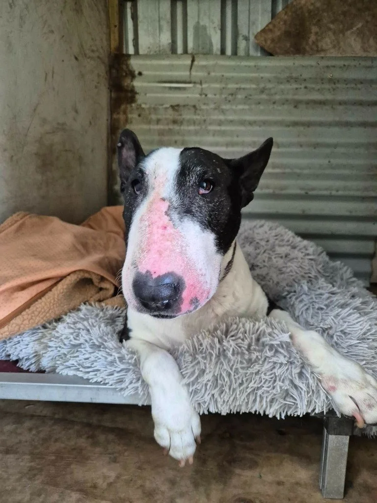 Dog Diary — Day 1 of My New Life