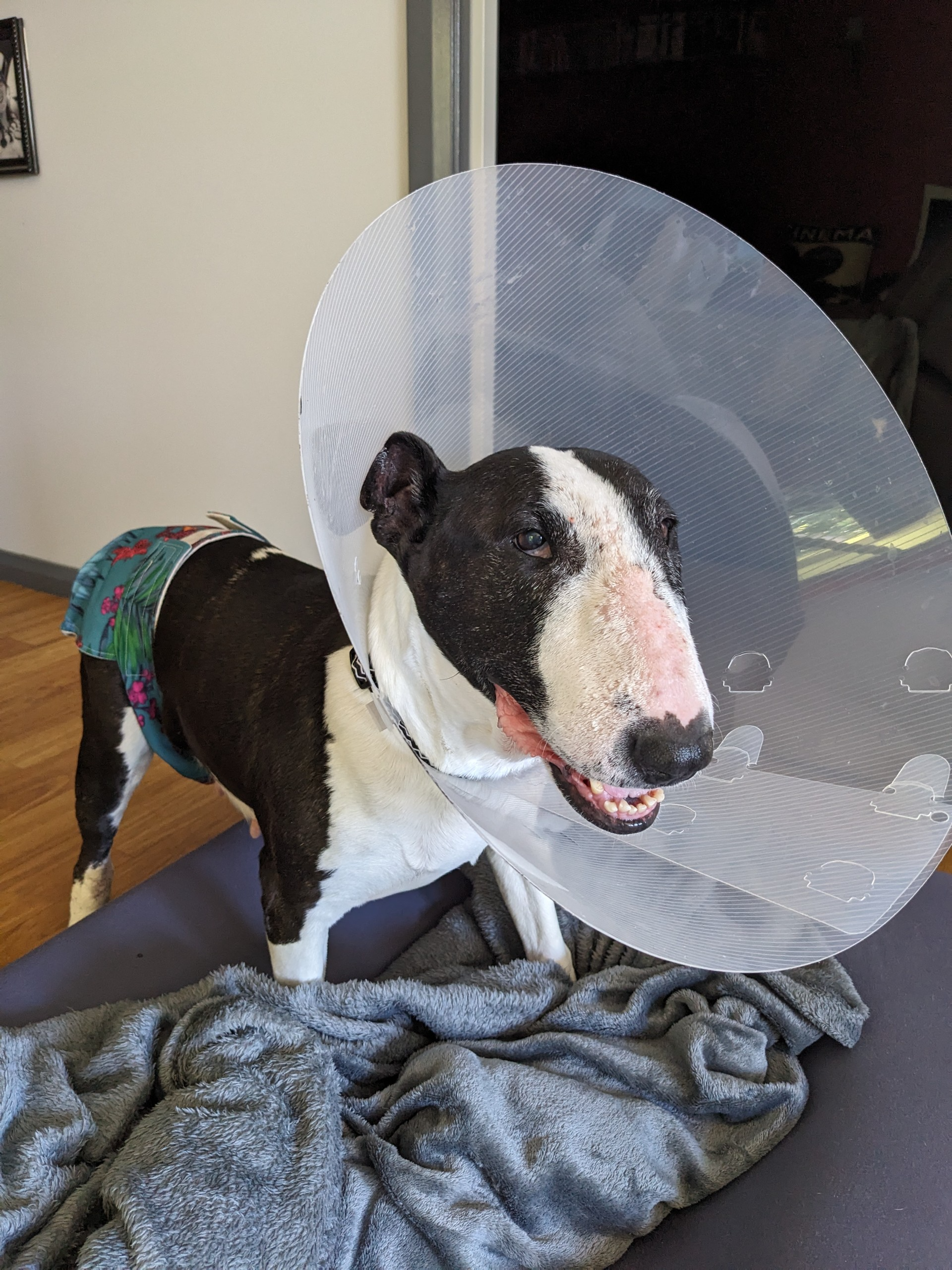 Dog Diary — End of Week 4 of My New Life