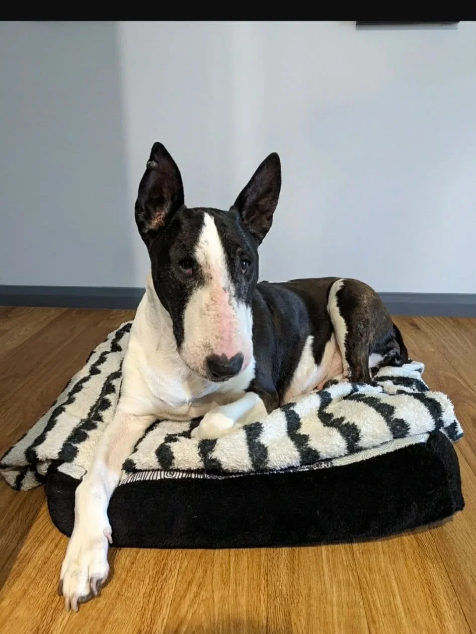 Dog Diary — End of Week 2 of My New Life