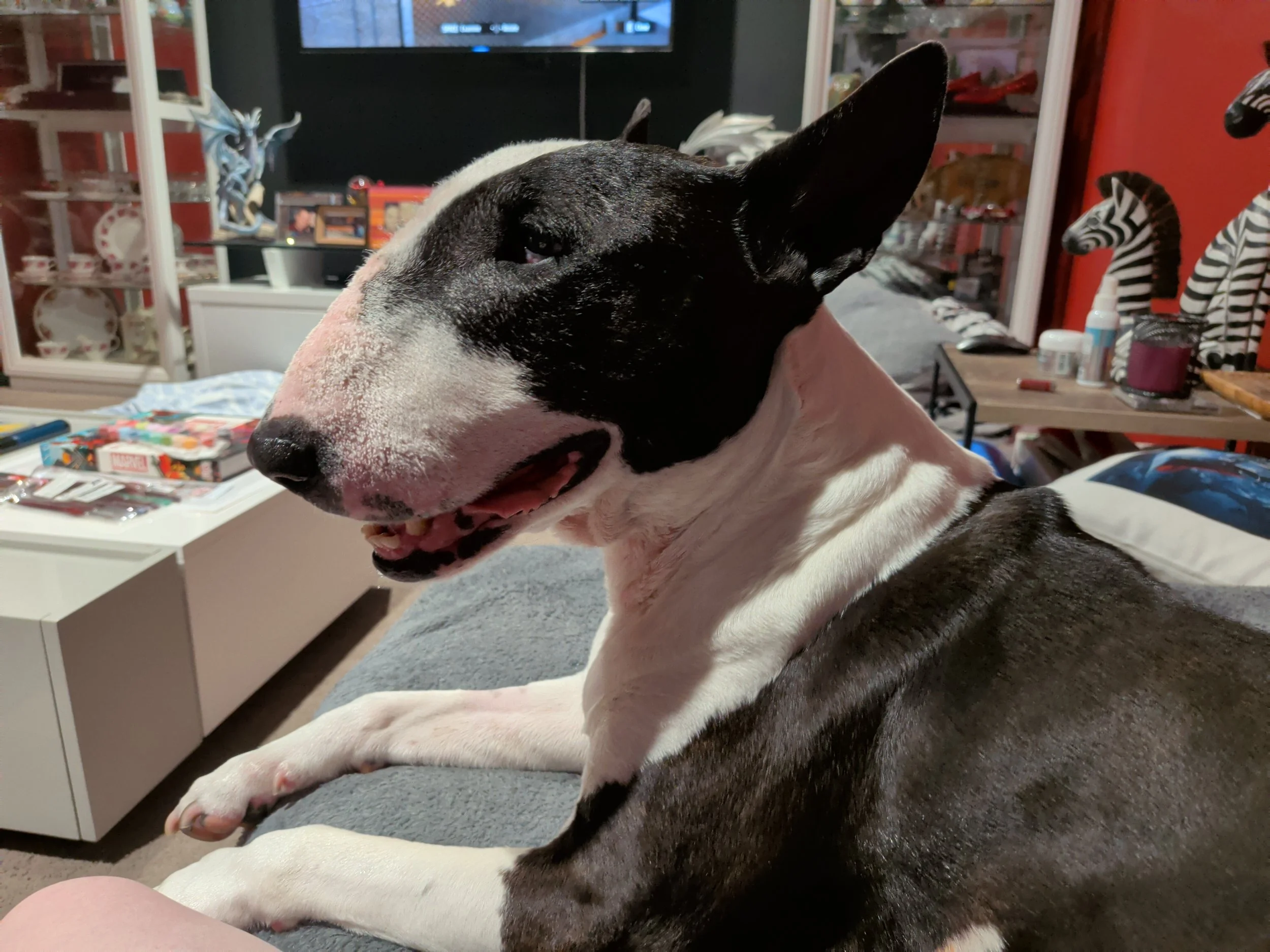 Dog Diary - End of week 7 - Week 1 The Calm Before the Chaos.