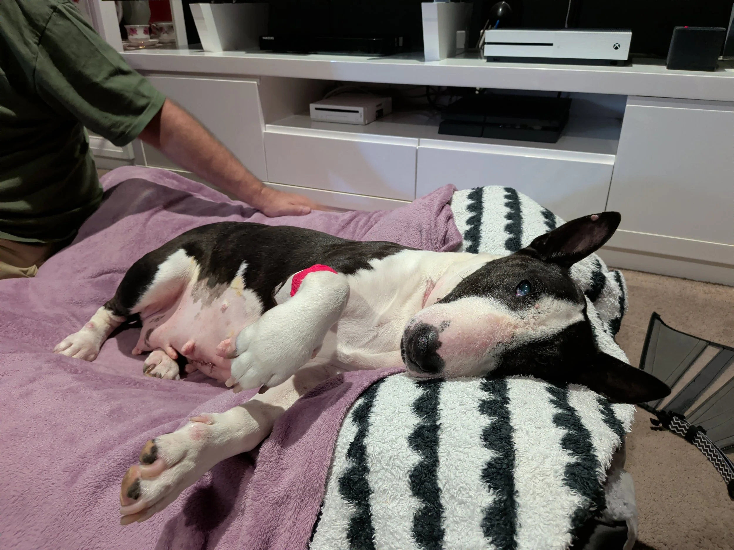 Dog Diary - End of week 8 - The Week I Casually Almost Died