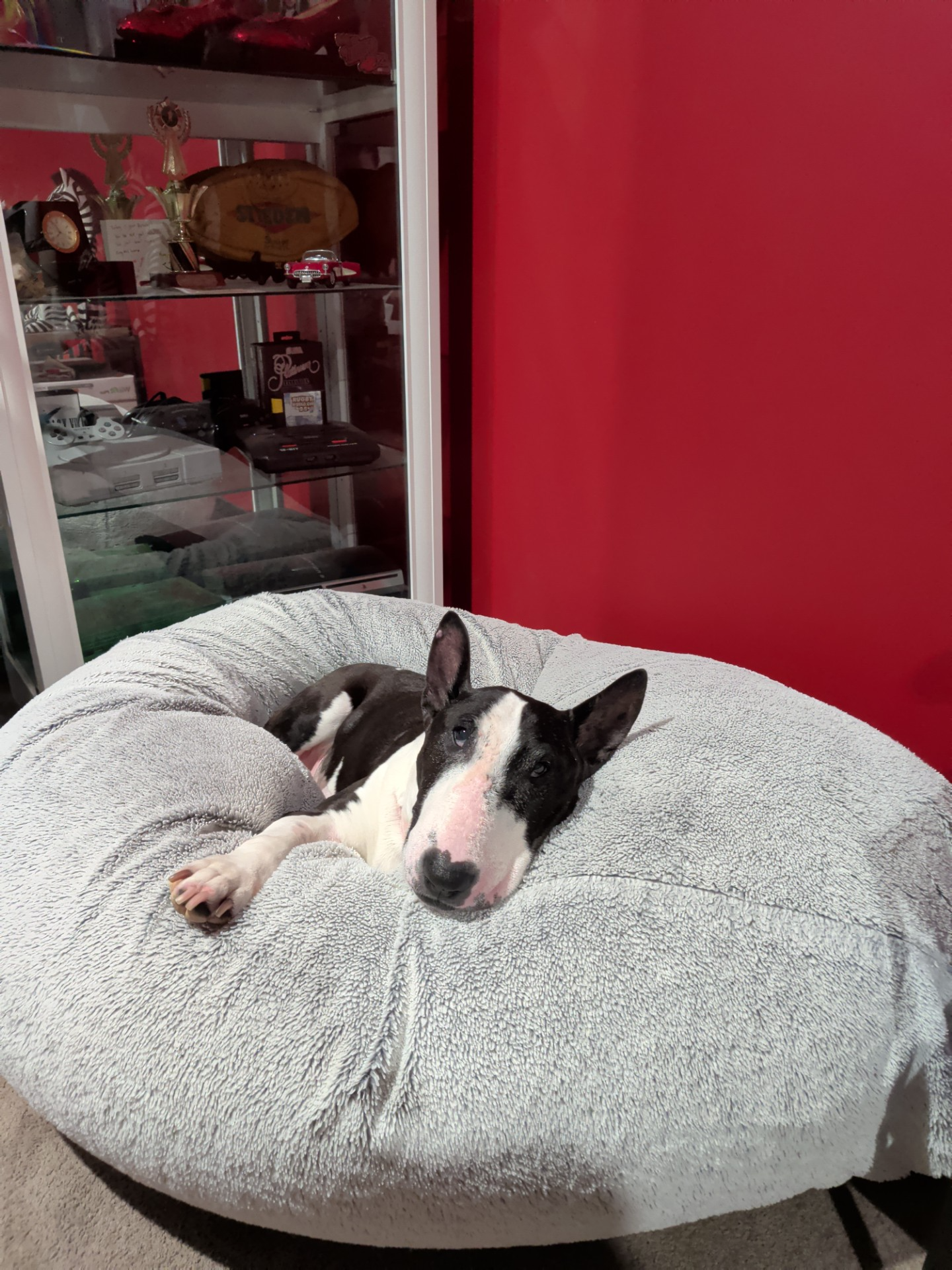 Dog Diary - End of week 9 Ten Days of Glorious Recuperation