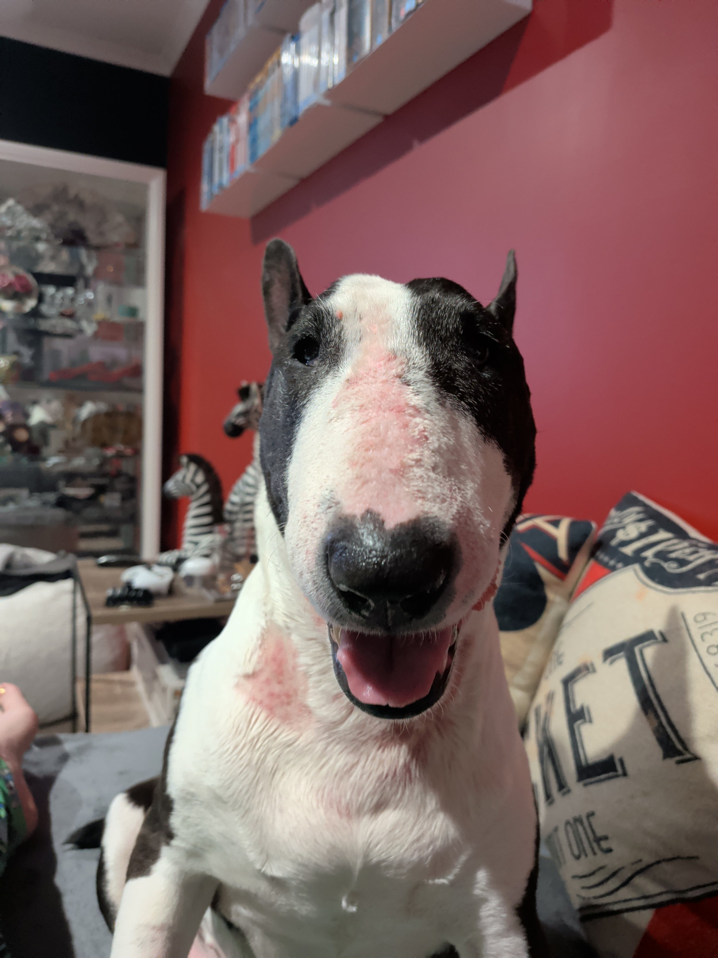 Dog Diary - End of week 10 The Grand Return After Many Weeks