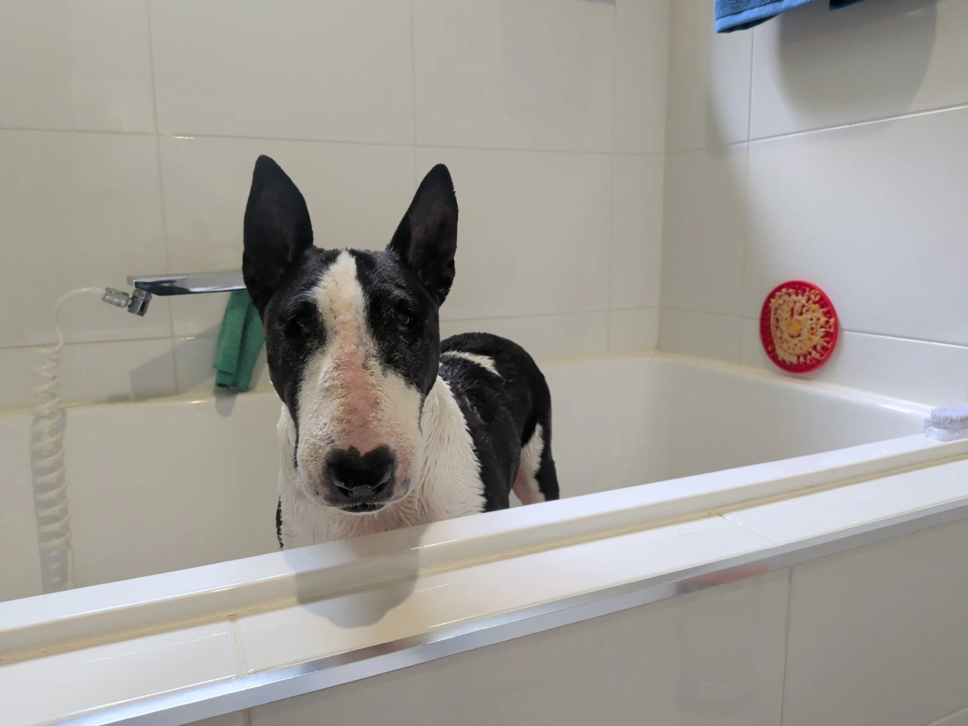 Dog Diary - February 2026 - A day in the life with Me.