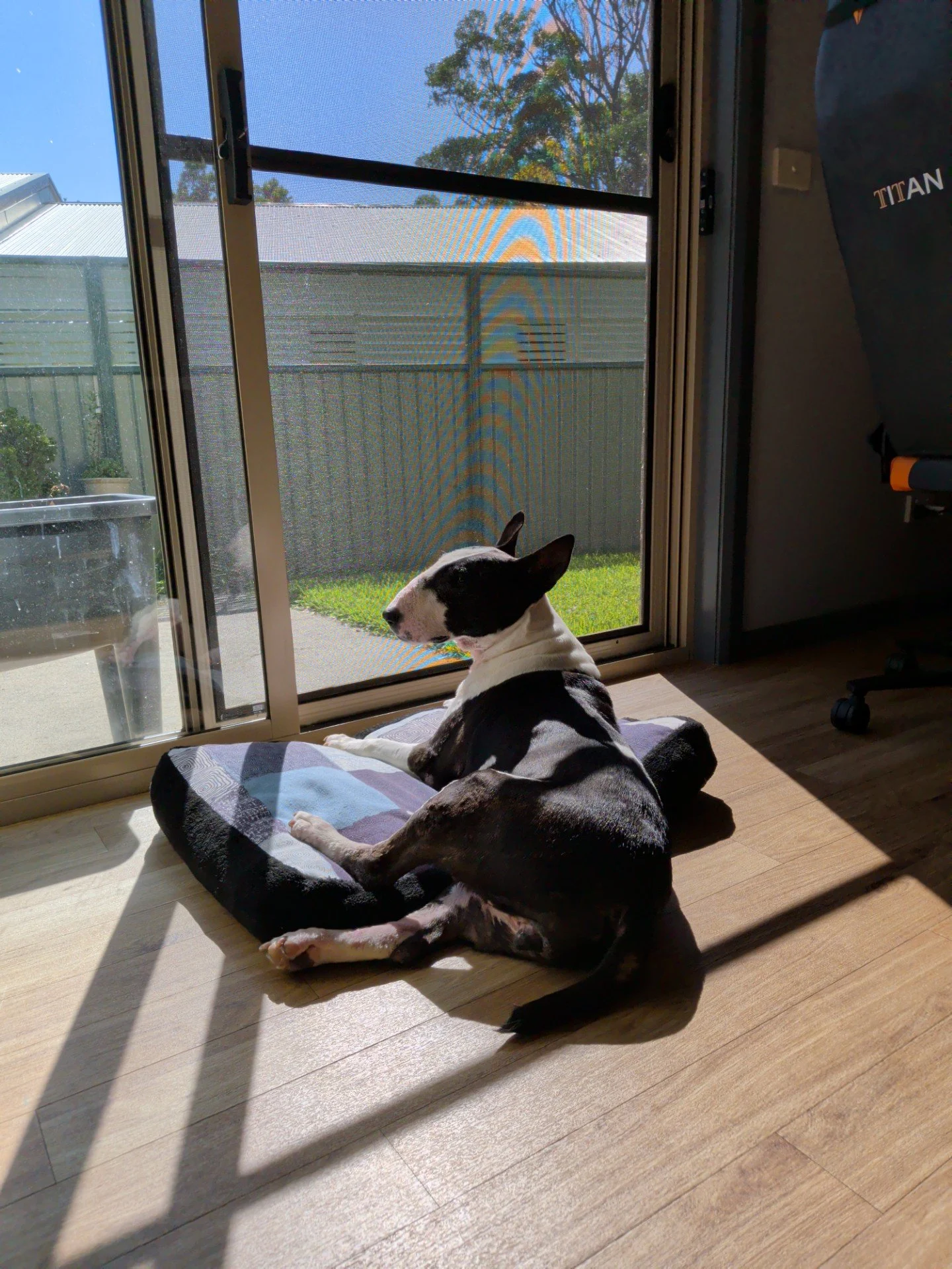 Dog Diary - March 2026 A true Queen!