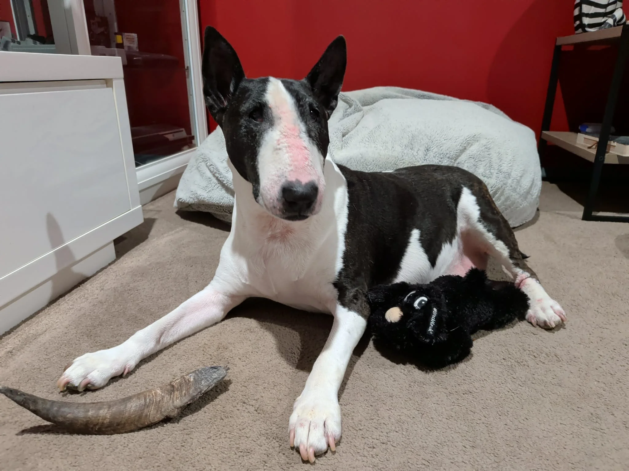 Dog Diary - The Return of Order (And Me, Obviously)