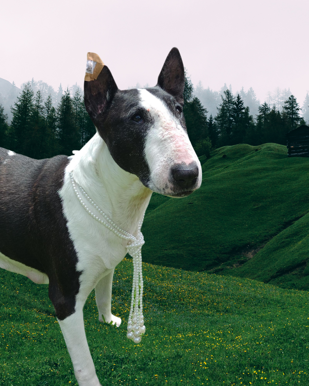 Dog Diary — Retirement Is Surprisingly Busy