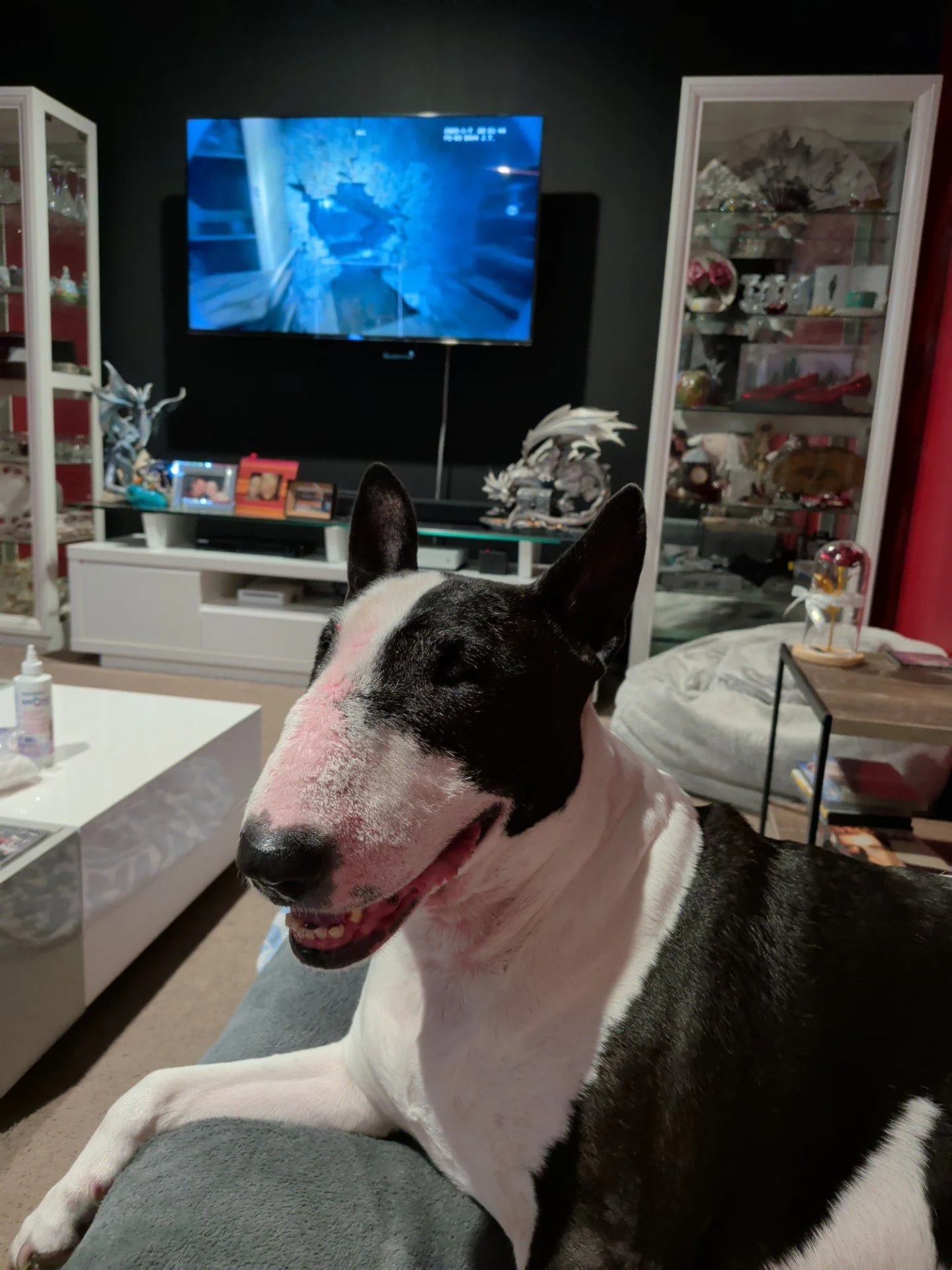Dog Diary — The Month I Became Head of Household Operations