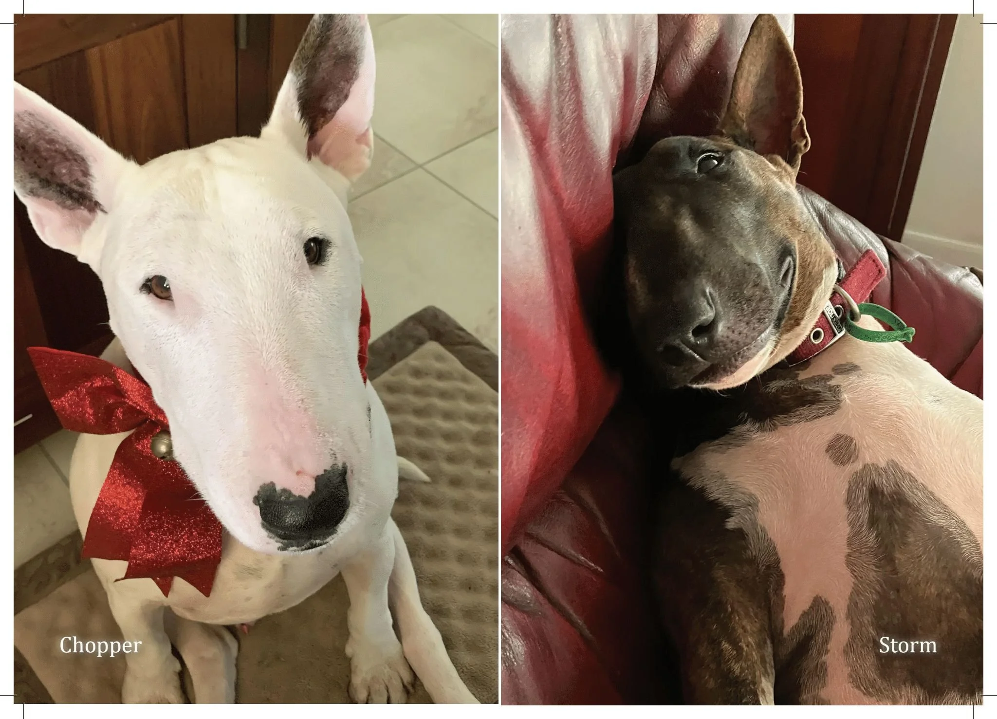 2026 Bull Terrier calendar_v1 (Page 24).jpg