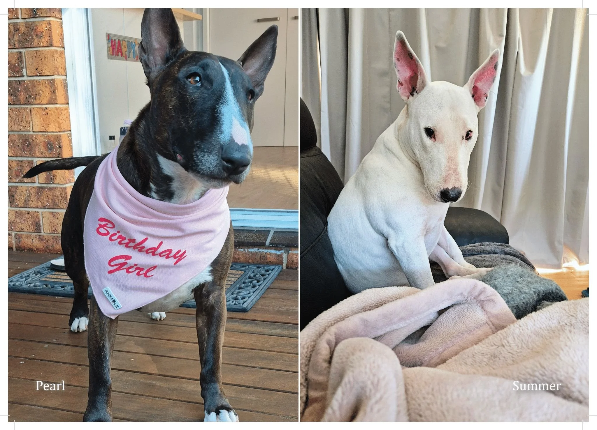 2026 Bull Terrier calendar_v1 (Page 12).jpg