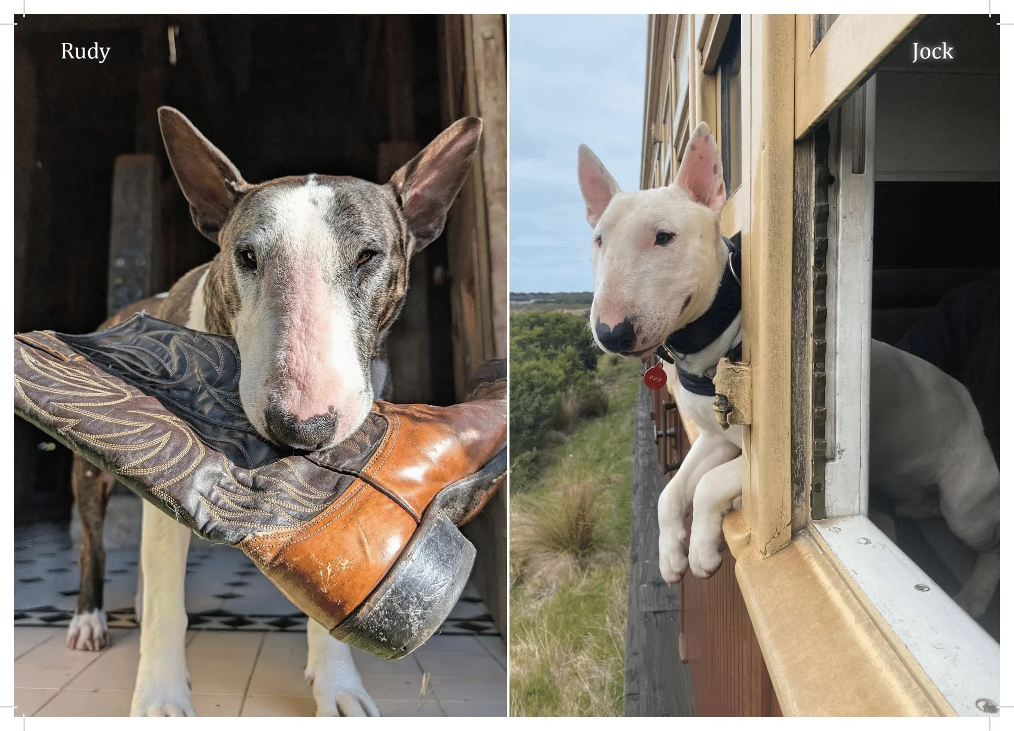 2026 Bull Terrier calendar_v1 (Page 10).jpg