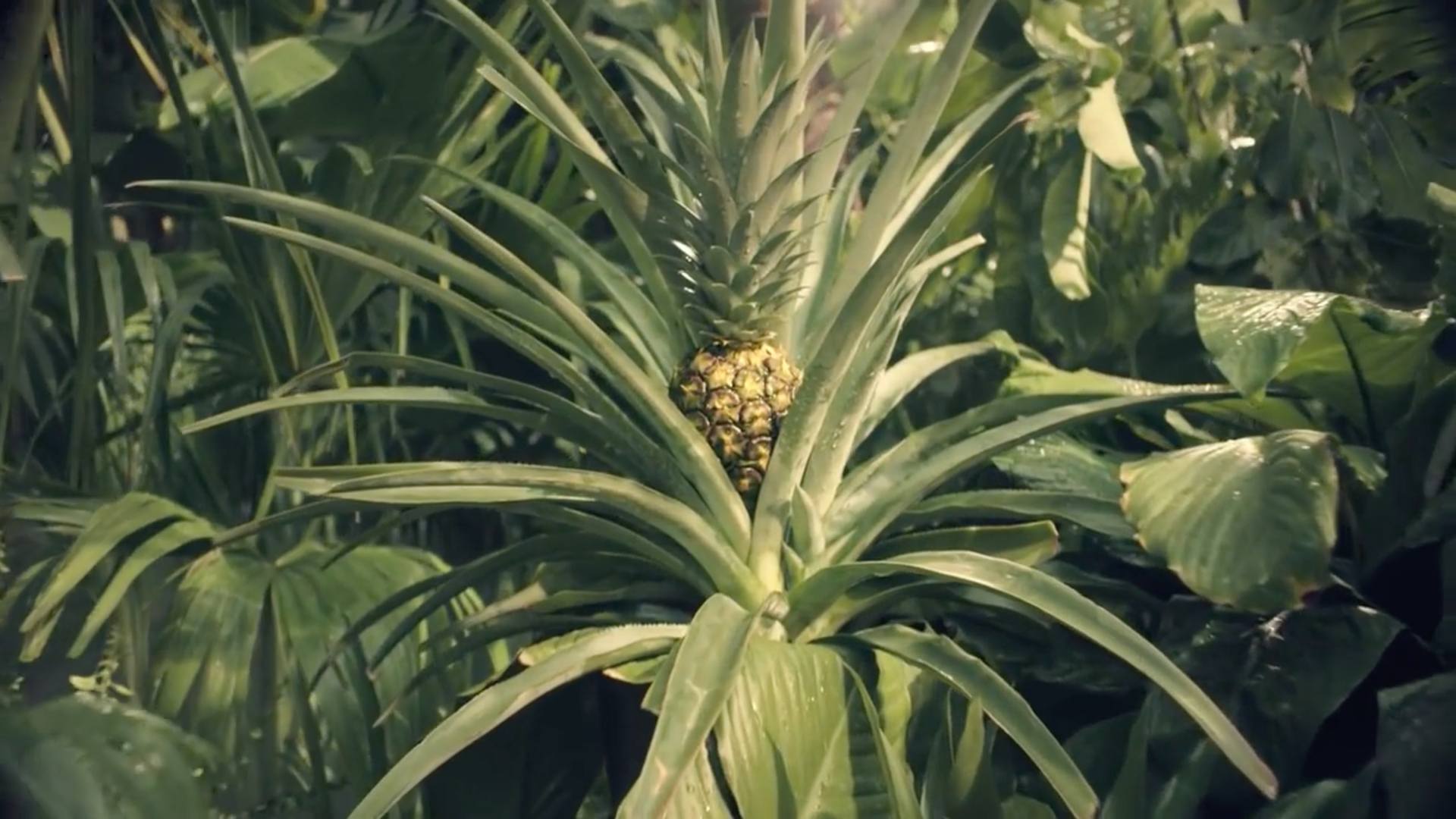 Presidents Choice Thumbnail.png