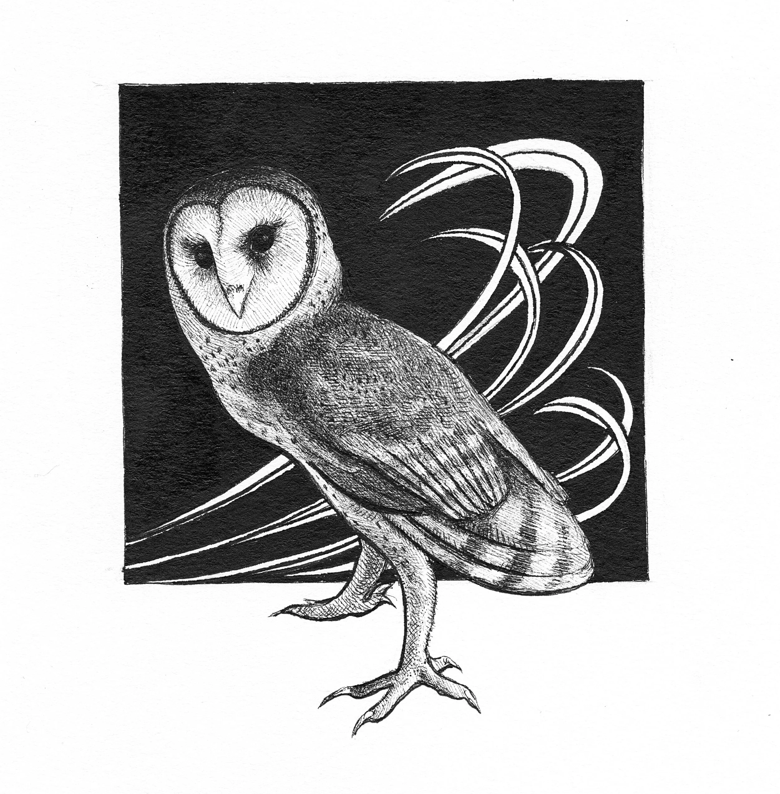 Owl Sketch