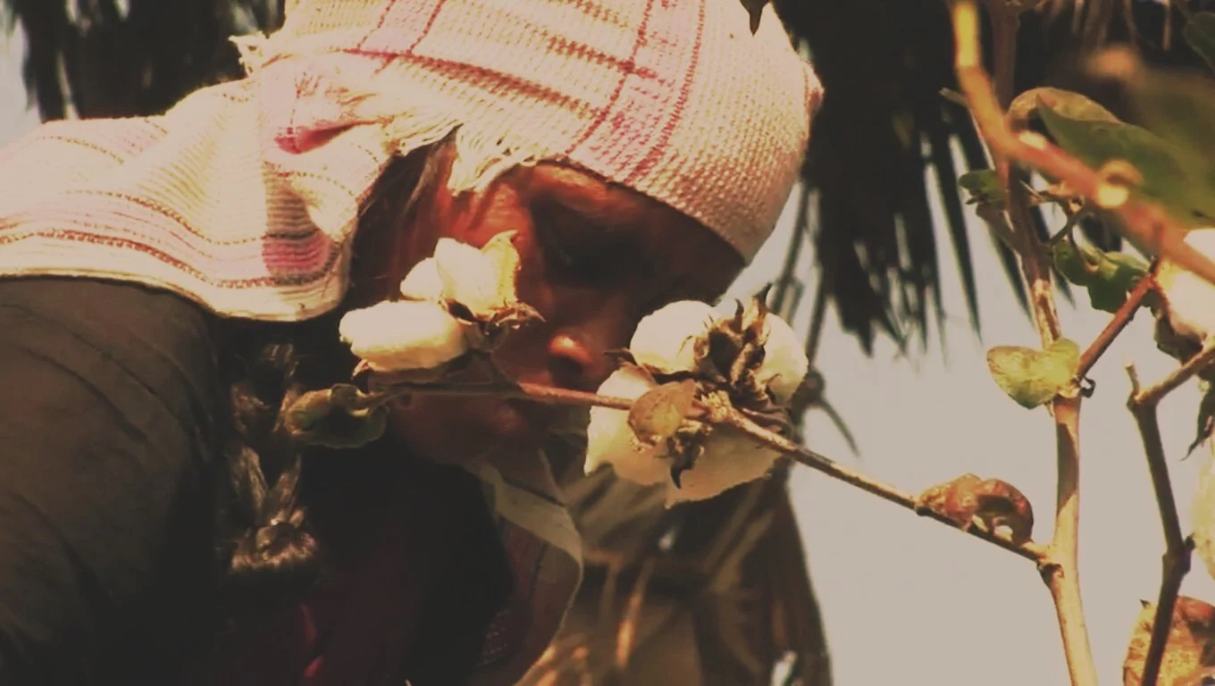 WWF / M&S- SUSTAINBLE COTTON PRODUCTION INDIA