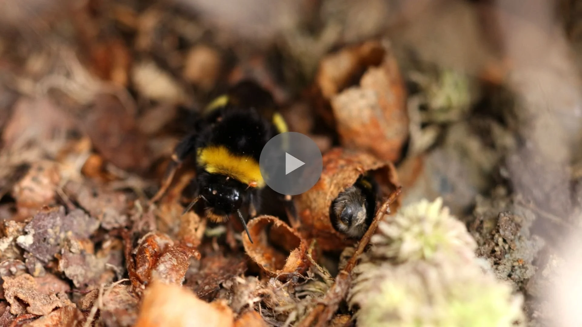 Bumblebee being born
