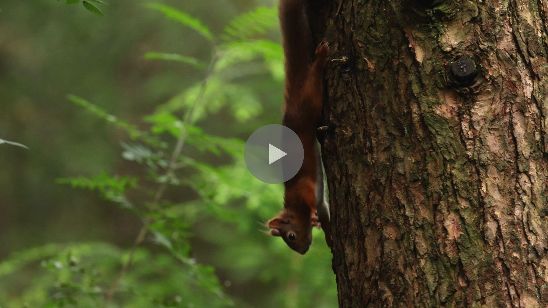 Red Squirrel Chase