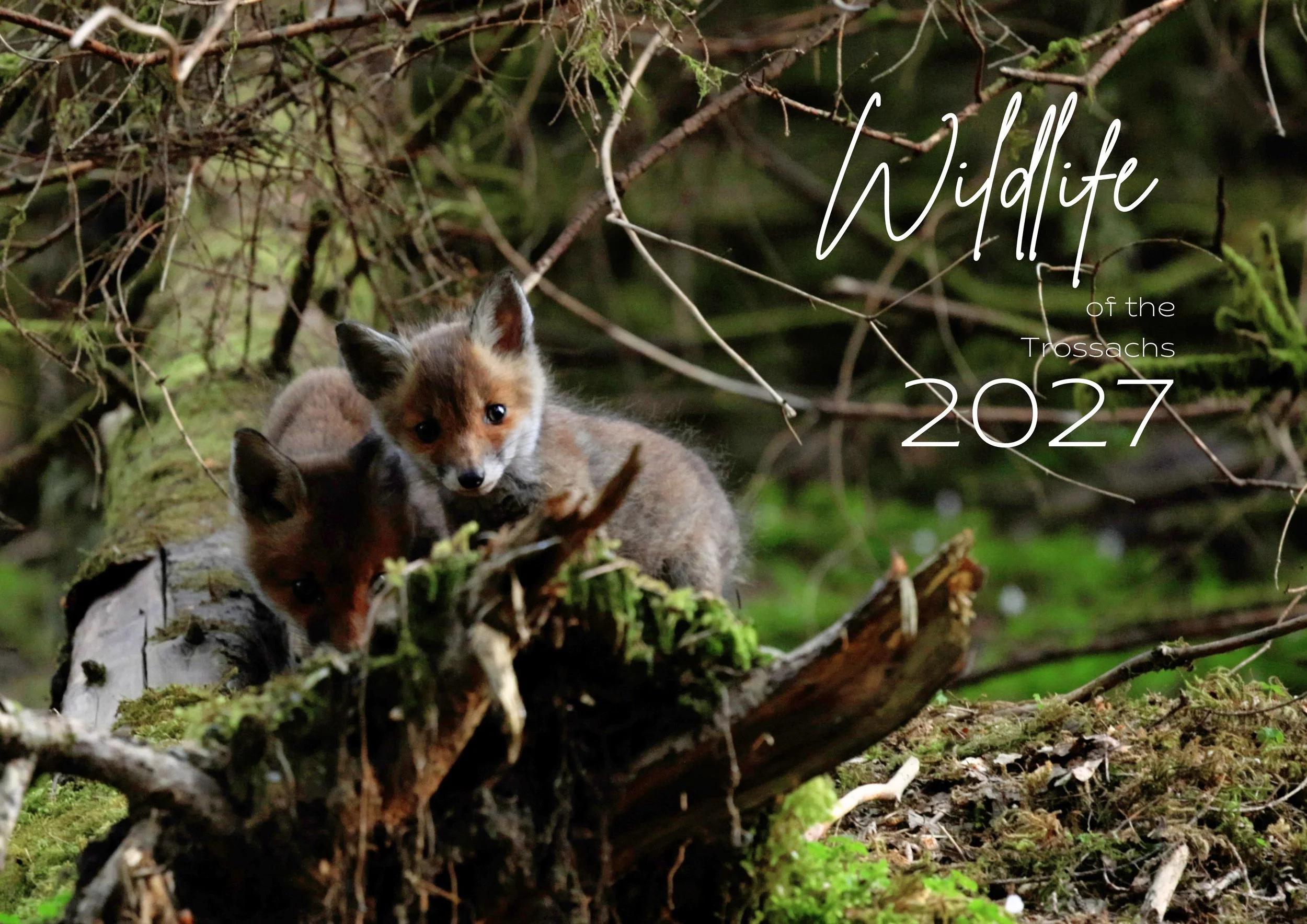 Wildlife of Scotland Calendar 2027