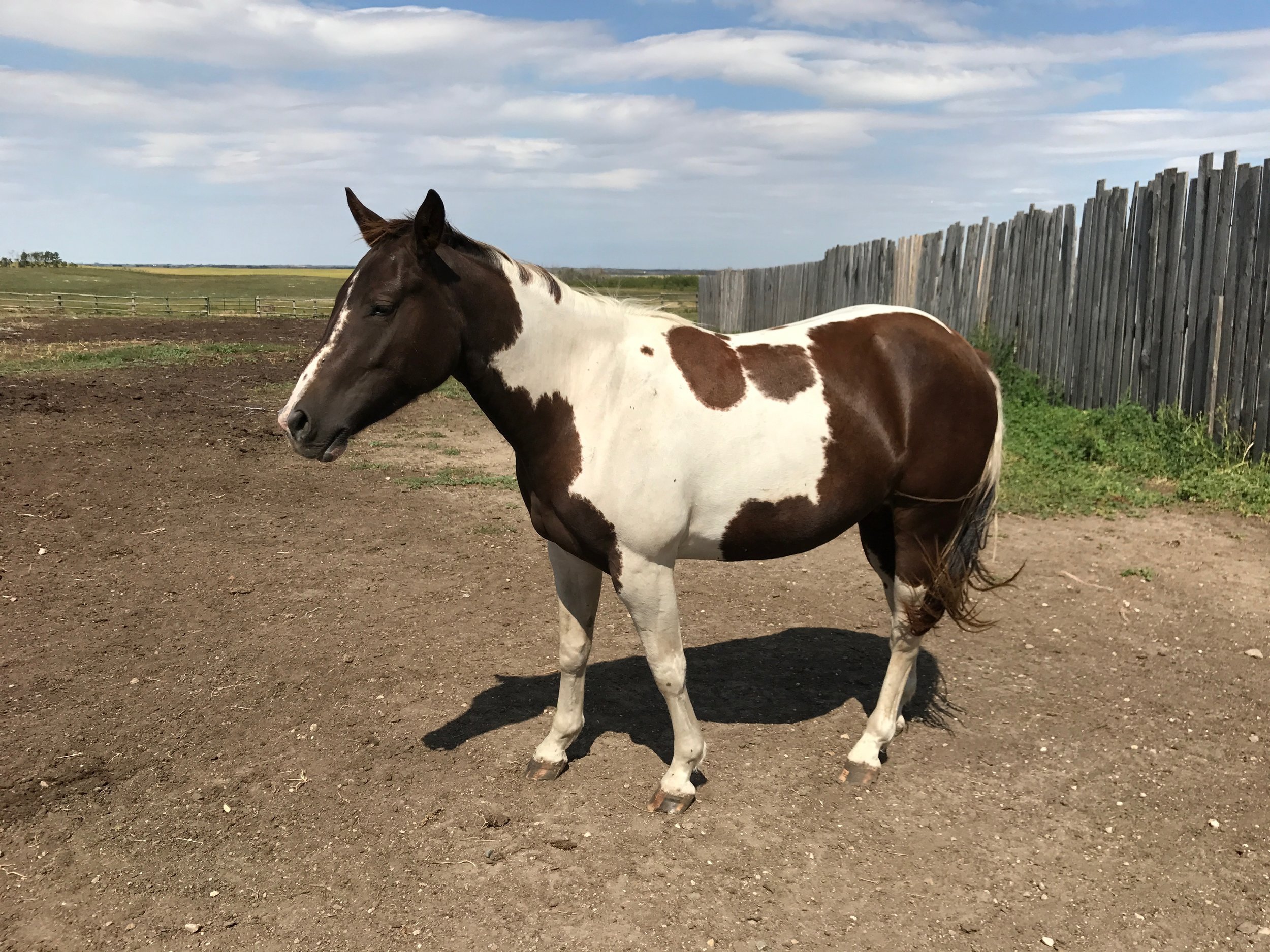 DELTAS COOL CAT (CAT 2)