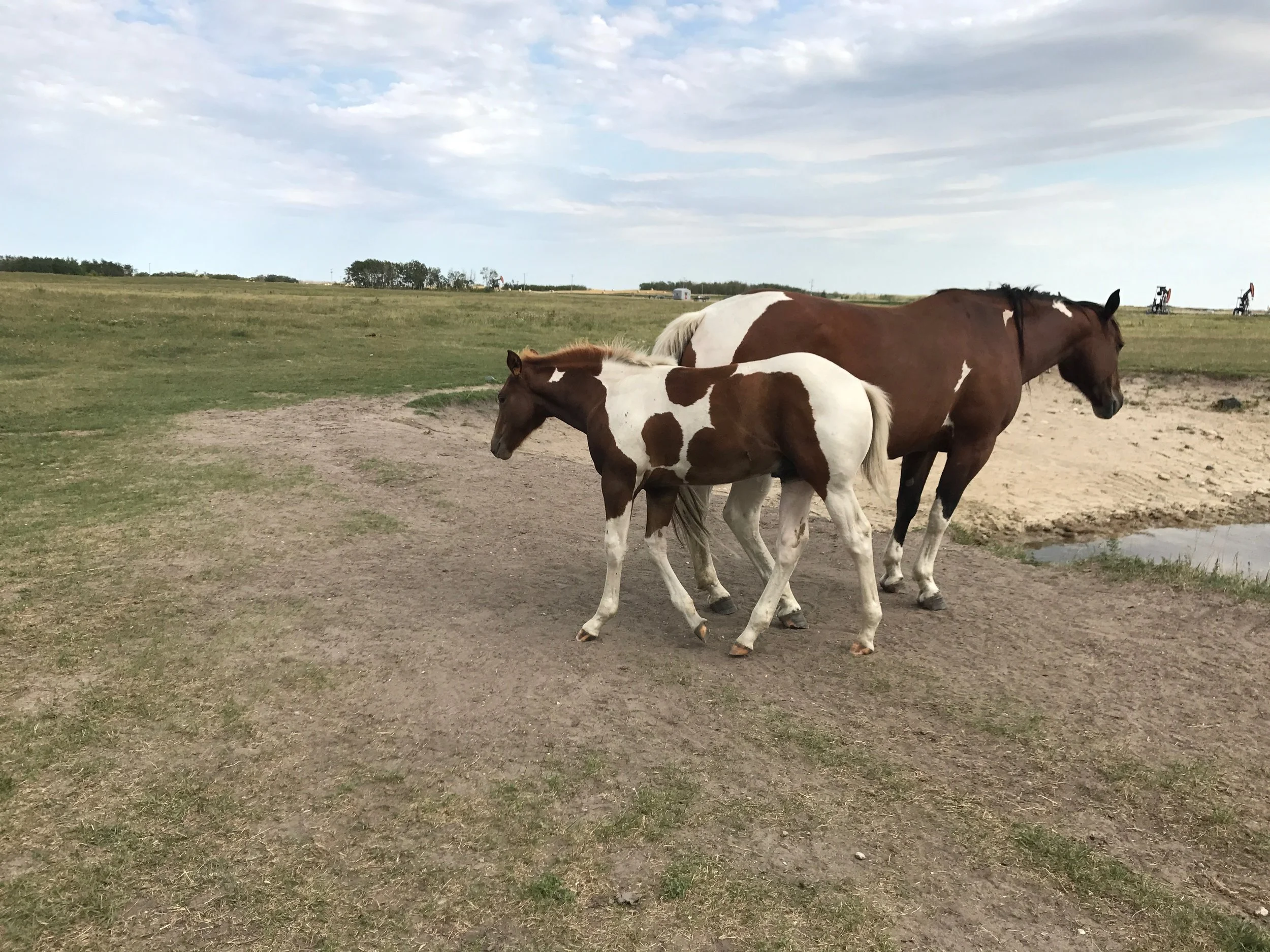 Sparks and 2017 colt.jpeg