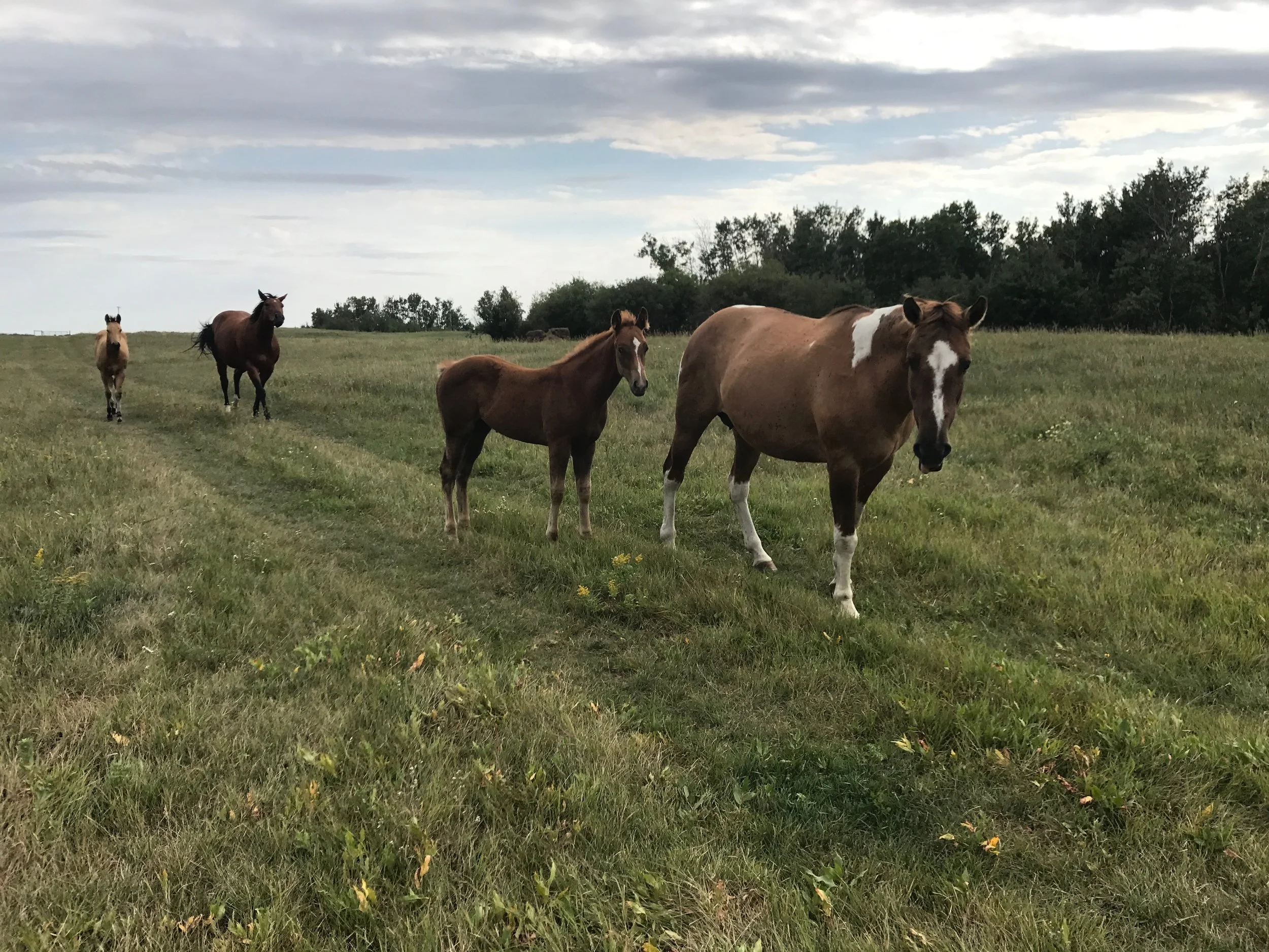 Lola and 2017 colt.jpeg