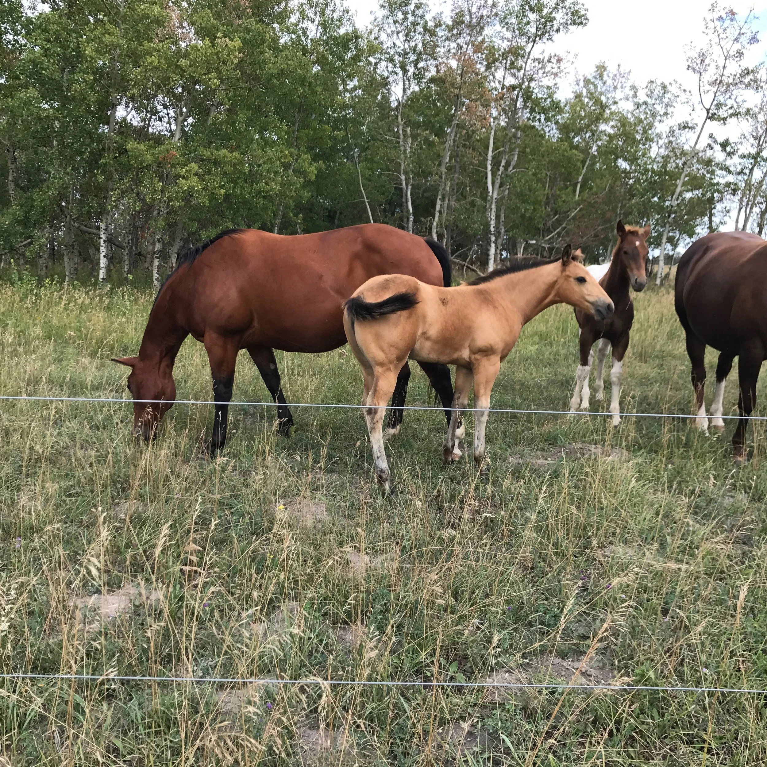Pam and 2017 colt.jpeg