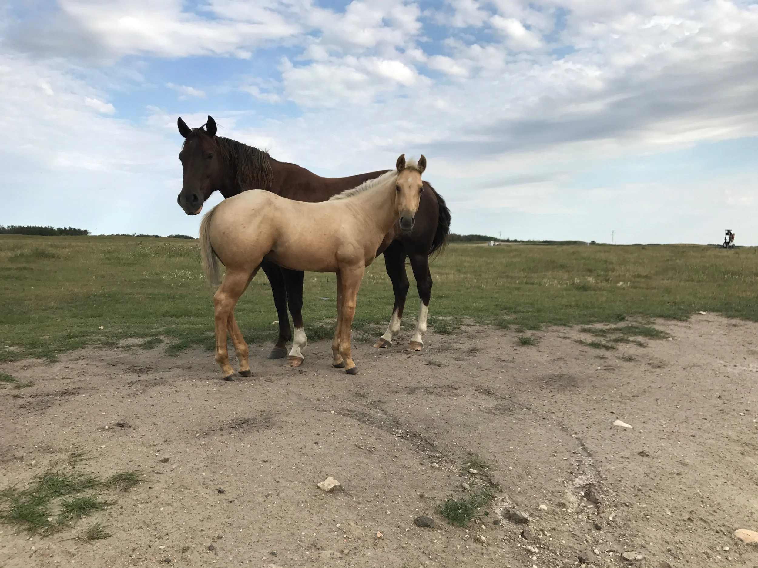 Pepper and 2017 colt.jpeg