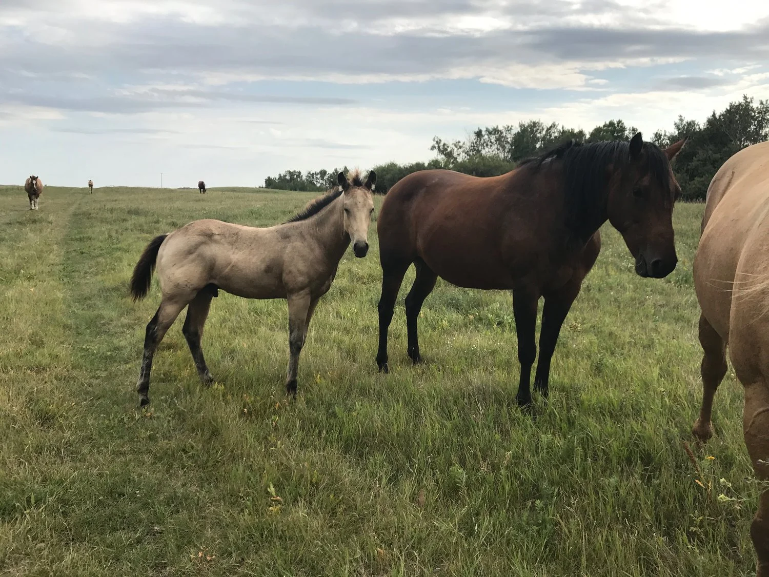Dakota+and+2017+colt.jpeg