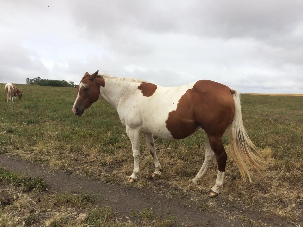 SANNYS PLAYGIRL (SANNY)