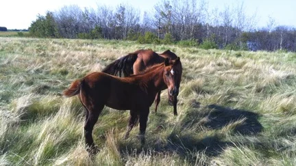 Freckles Colt.jpg